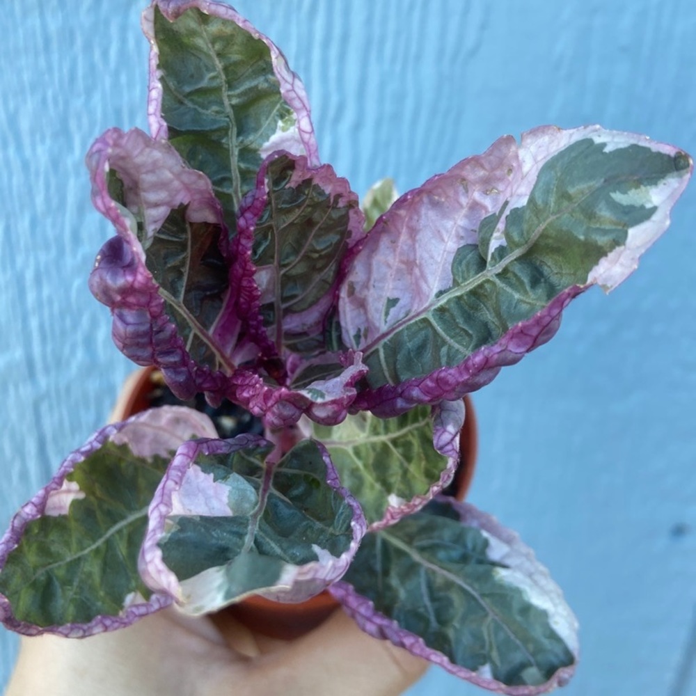 purple waffle plant